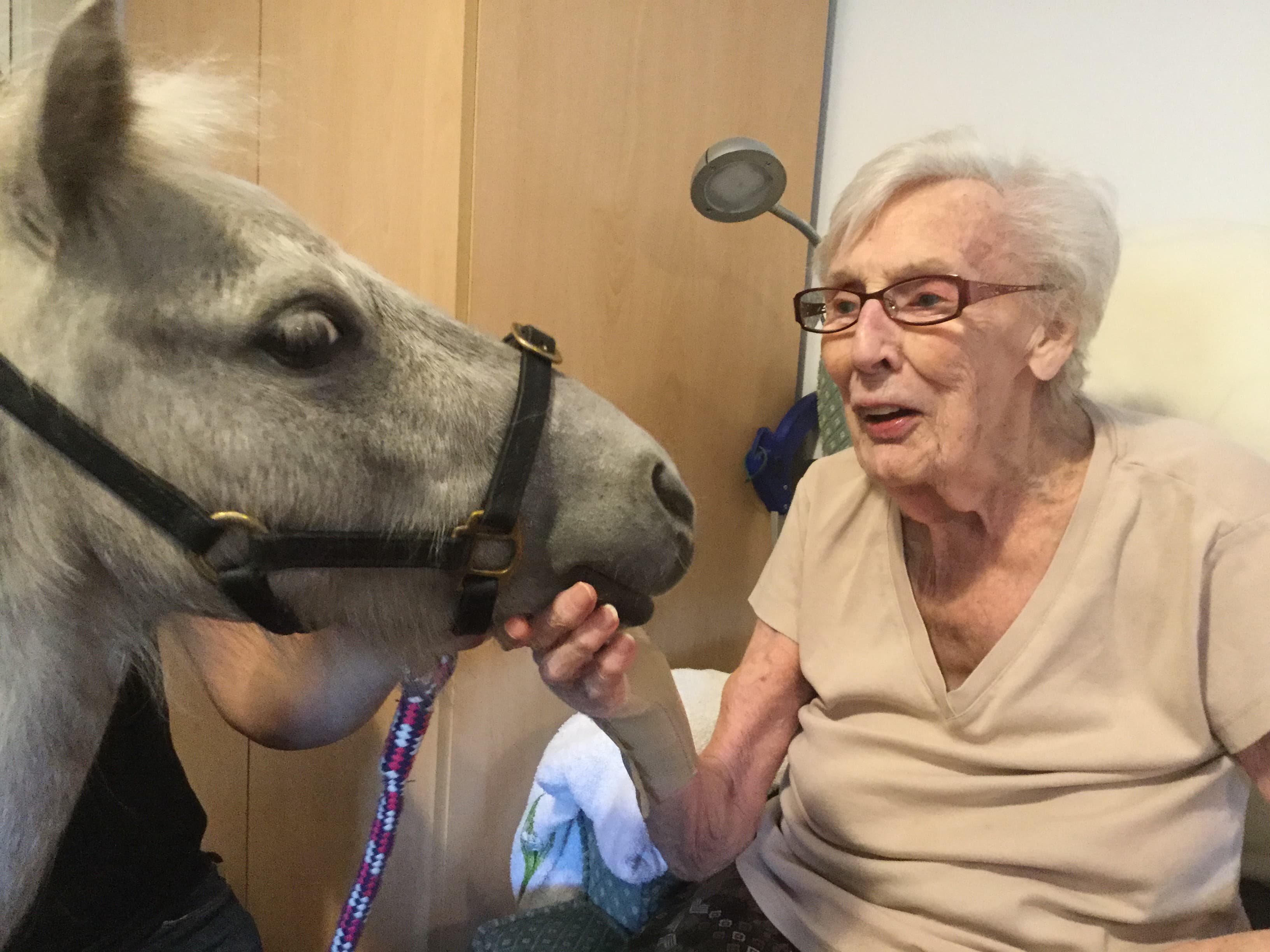 Equine-assisted therapy